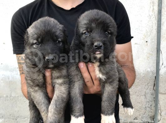 Kangal görsel