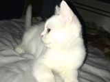 Beyaz British Shorthair Yavru Kedi