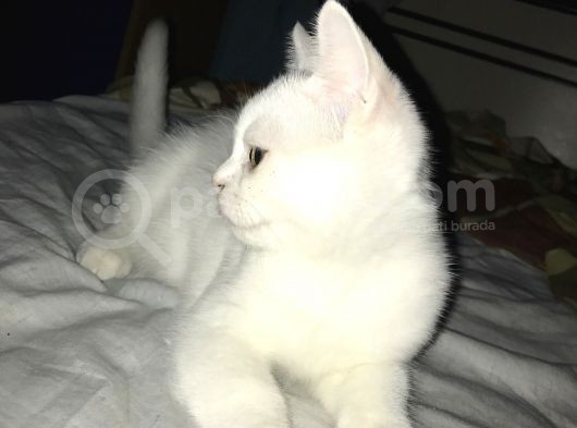 Beyaz British Shorthair Yavru Kedi görsel