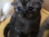 Scottish Fold Yavru Kendi Kızımın Yavrusu
