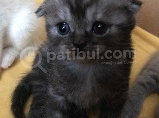 Scottish Fold Yavru Kendi Kızımın Yavrusu görsel