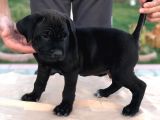 Cane Corso