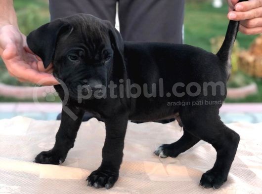Cane Corso görsel