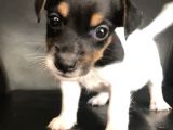 Jack Russel