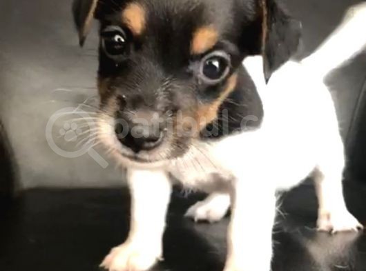 Jack Russel görsel