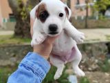 Jack Russel