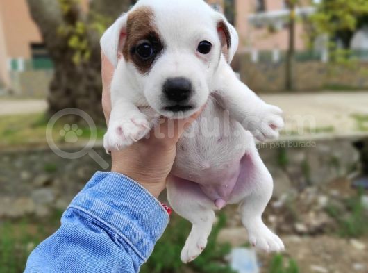 Jack Russel görsel