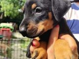 Doberman