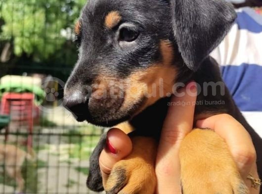 Doberman görsel