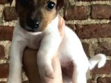 Jack Russel