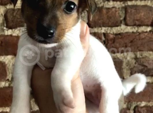 Jack Russel görsel