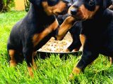 Doberman