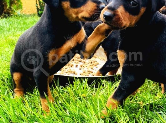 Doberman görsel
