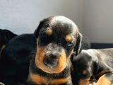 Doberman