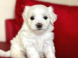 Tatlı Tadında Maltese Terrier Yavrularımız