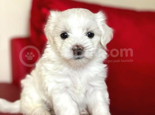 Tatlı Tadında Maltese Terrier Yavrularımız görsel