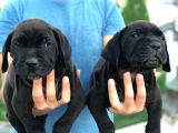 Cane Corso