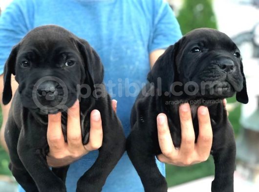 Cane Corso görsel