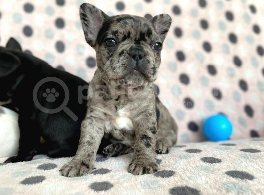 French Buldog görsel