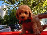Red Brown Toy Poodle