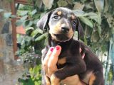 Doberman