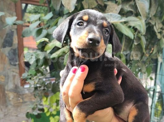 Doberman görsel