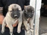 Kangal