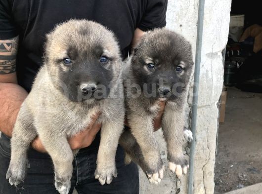 Kangal görsel