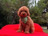 Red Brown Toy Poodle