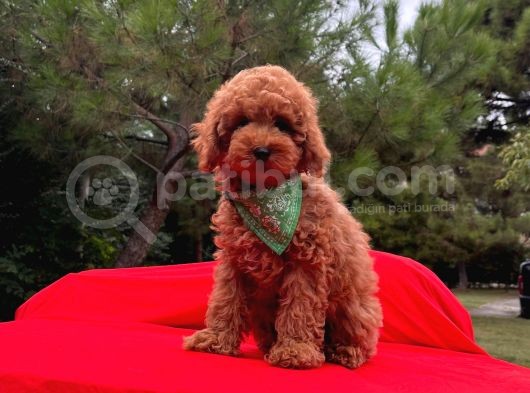 Red Brown Toy Poodle görsel
