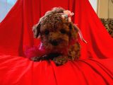 Red Brown Toy Poodle