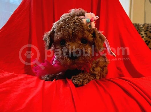 Red Brown Toy Poodle görsel