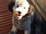 Silver Toy Poodle