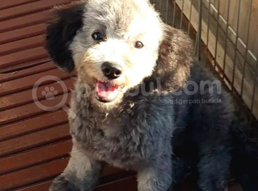Silver Toy Poodle