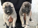 Kangal