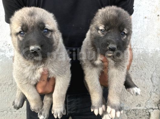 Kangal