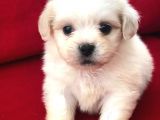 Tatlı Tadında Maltese Terrier Yavrularımız