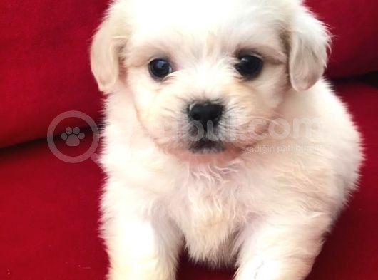 Tatlı Tadında Maltese Terrier Yavrularımız