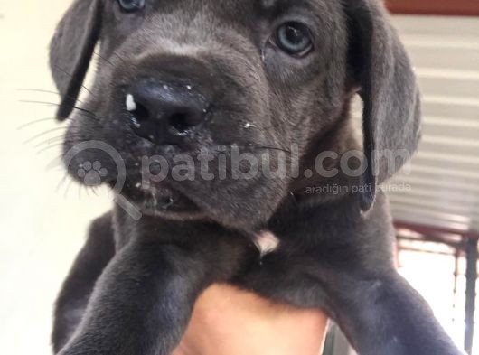 Cane Corso görsel