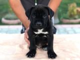 Cane Corso