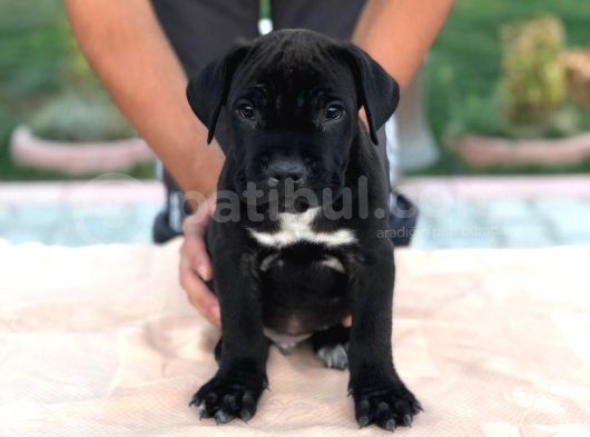Cane Corso görsel
