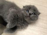 Bristish Scottish Kedi