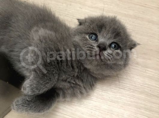 Bristish Scottish Kedi görsel