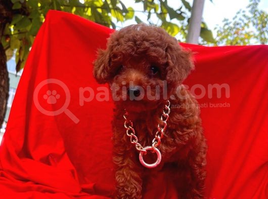 Red Brown Toy Poodle görsel