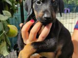Doberman