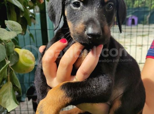 Doberman görsel