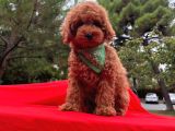 Tatlı Tadında Toy Poodle Yavrularımız