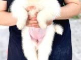Samoyed Yavruları