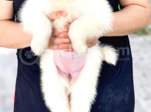 Samoyed Yavruları görsel