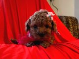 RED BROWN TOY POODLE